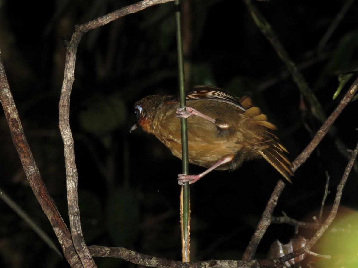 Rufous-throated Antbird - ML260529711