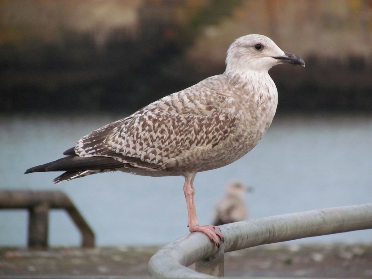 Herring Gull - ML26052991