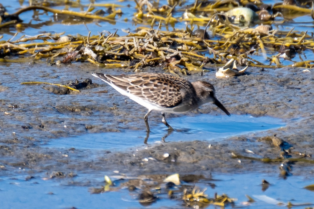 Semipalmated Sandpiper - ML260530151