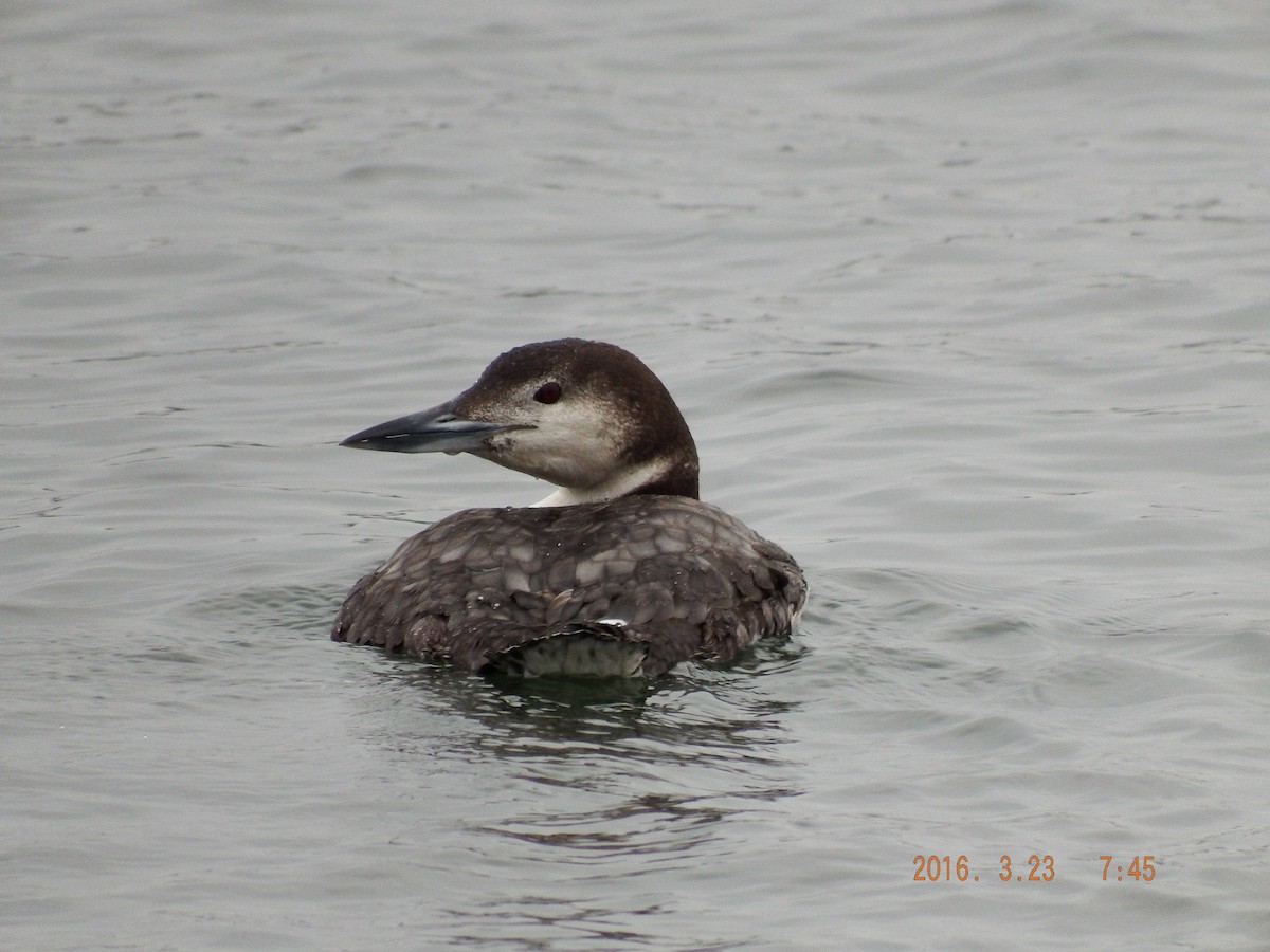 Common Loon - ML26053181