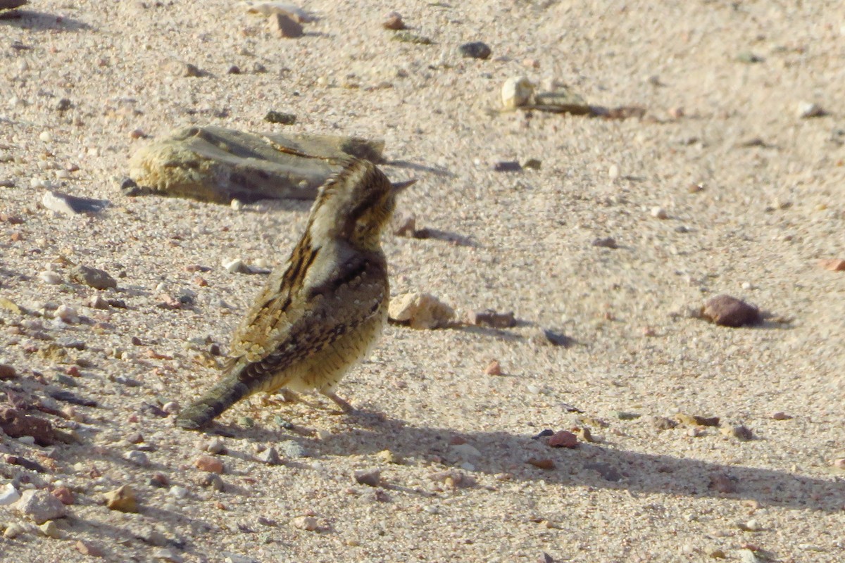 Eurasian Wryneck - ML260532351