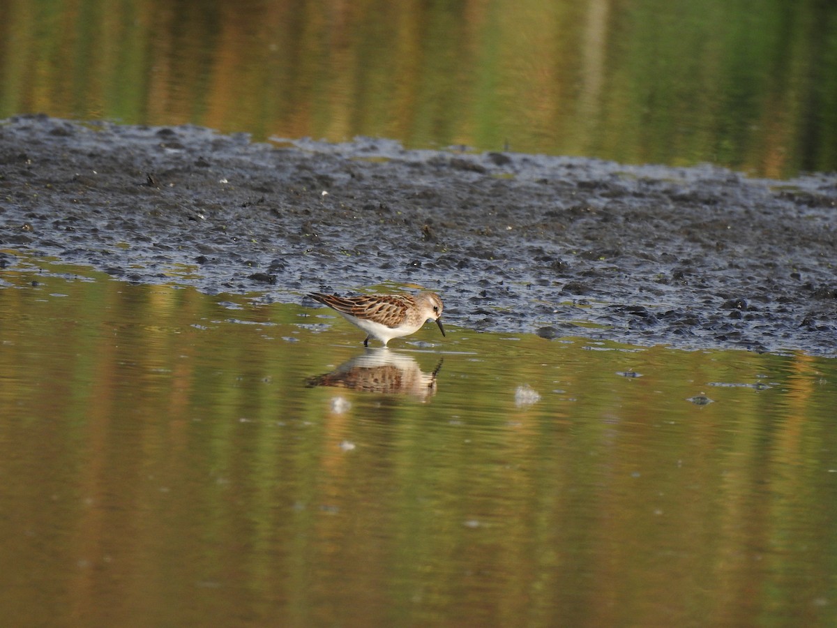 Little Stint - ML260534431