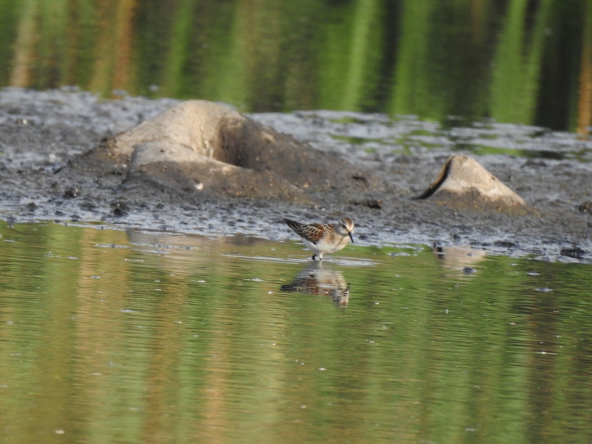 Little Stint - ML260534441