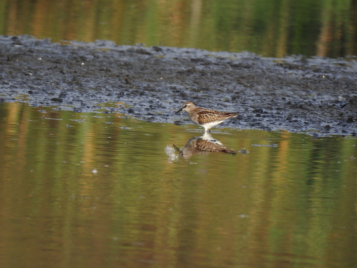 Little Stint - ML260534451