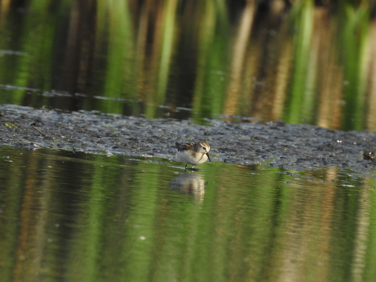 Little Stint - ML260534541