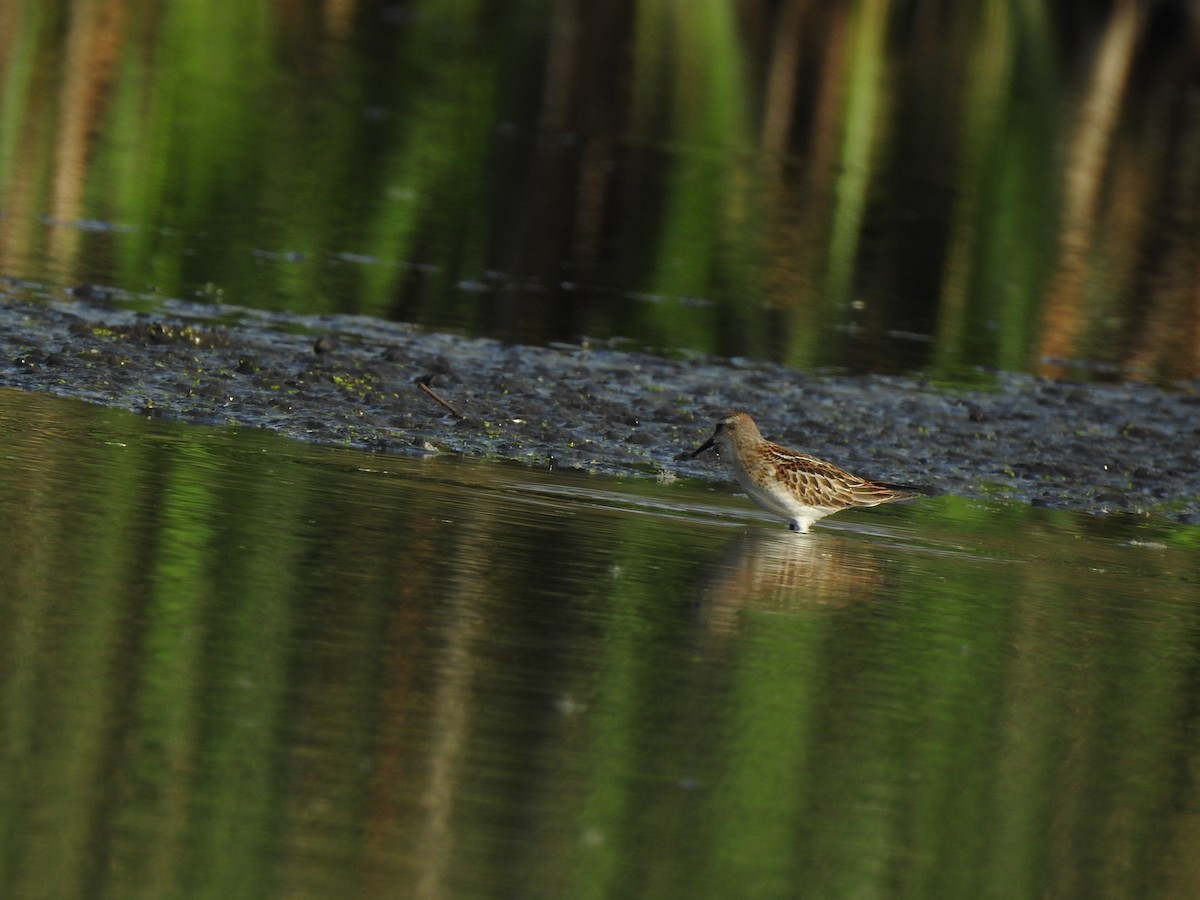 Little Stint - ML260534551