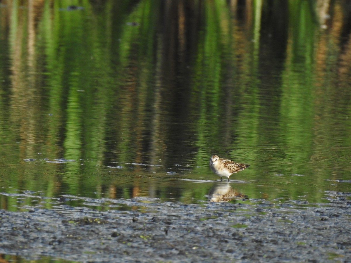 Little Stint - ML260534581