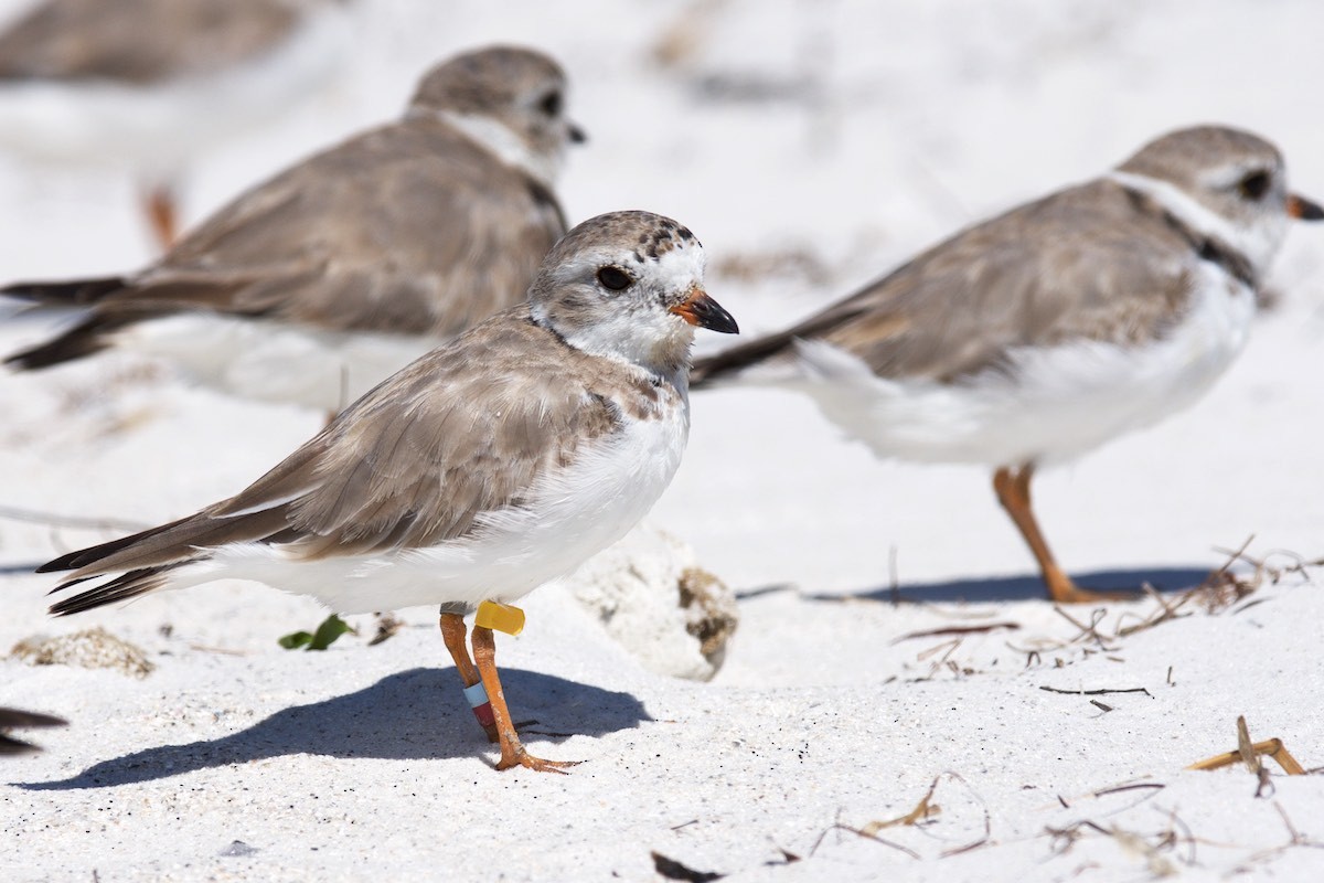 Piping Plover - ML26053561