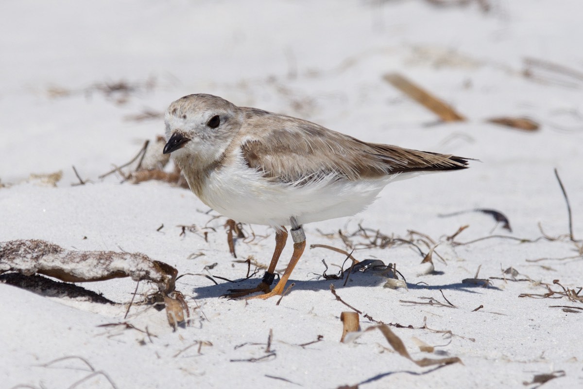 Piping Plover - ML26053571