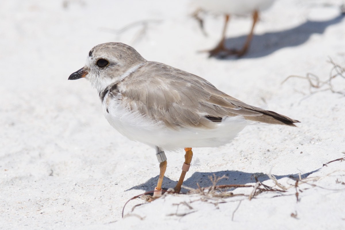 Piping Plover - ML26053581