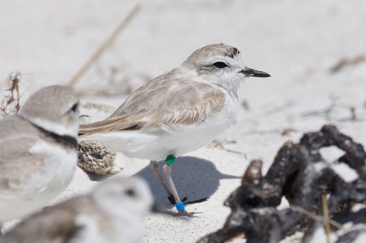 Snowy Plover - ML26053601