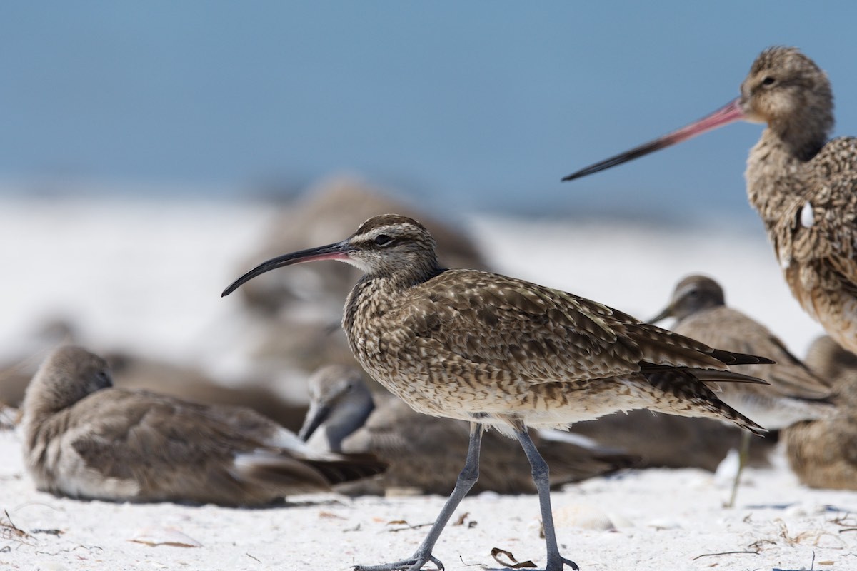 Whimbrel - david jones