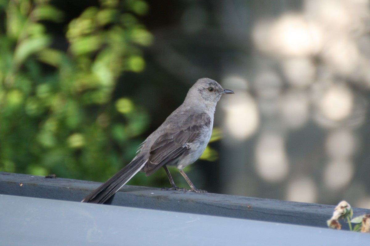 Northern Mockingbird - ML260537971