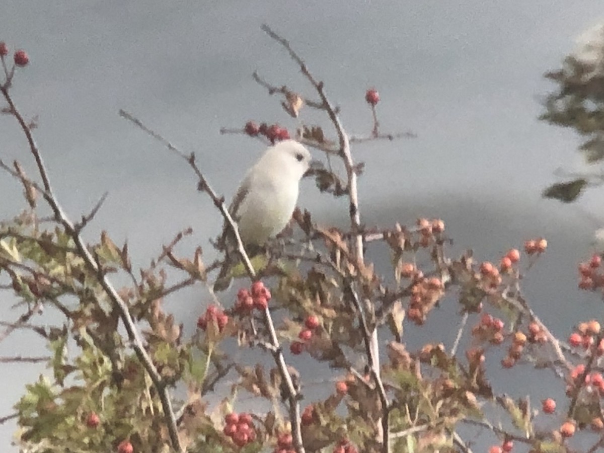 Eurasian Blackcap - David Campbell