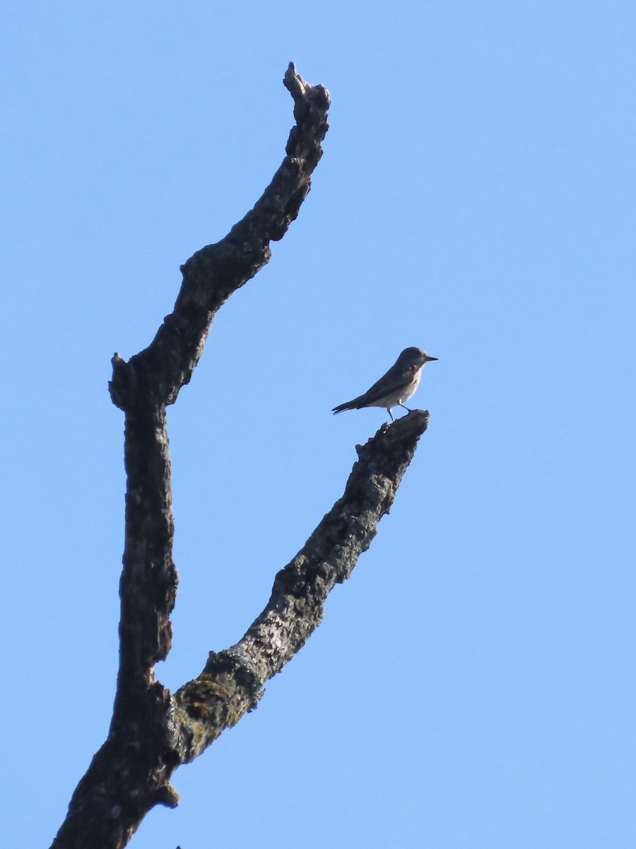 Spotted Flycatcher - David Campbell