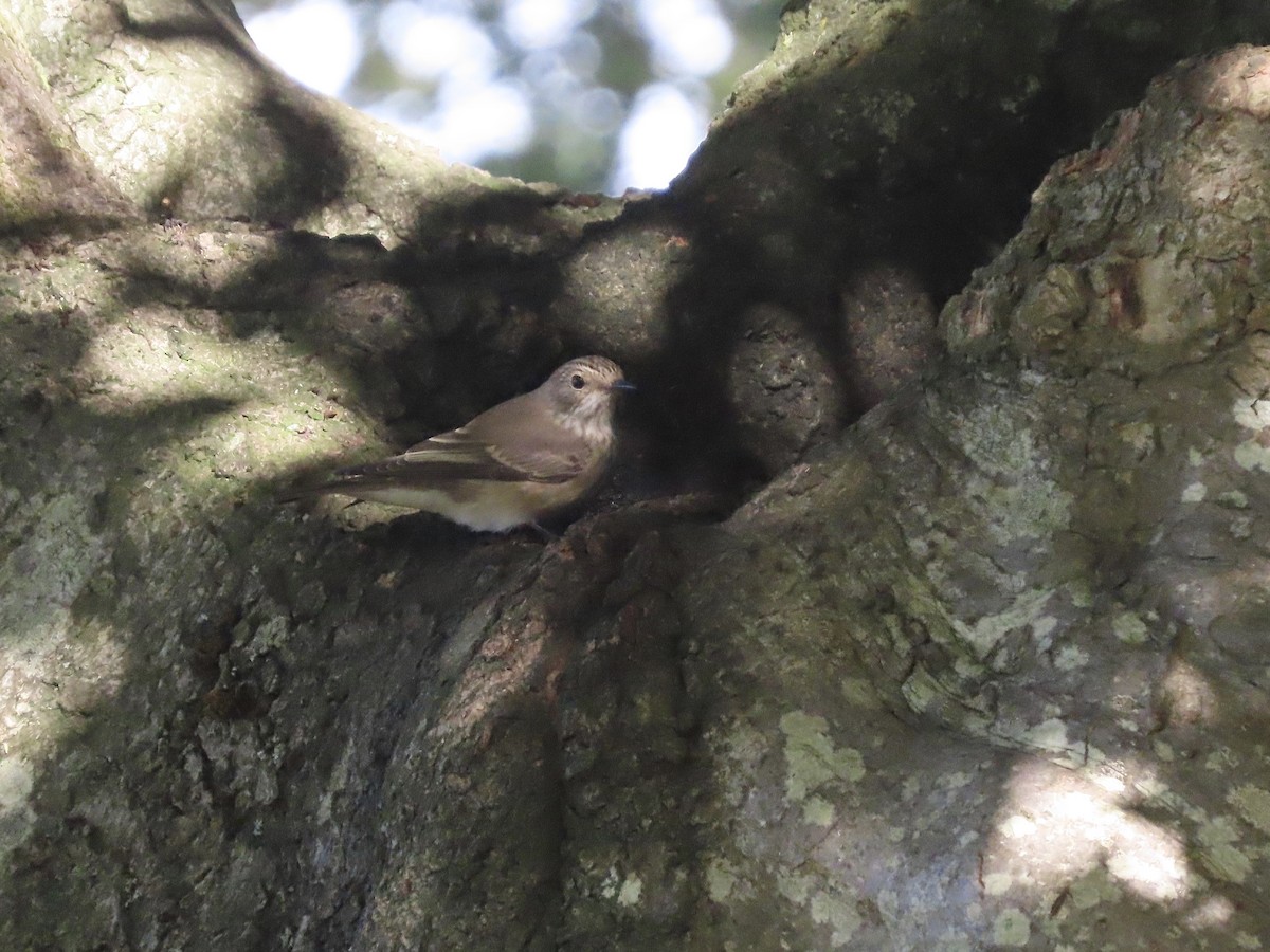 Spotted Flycatcher - David Campbell