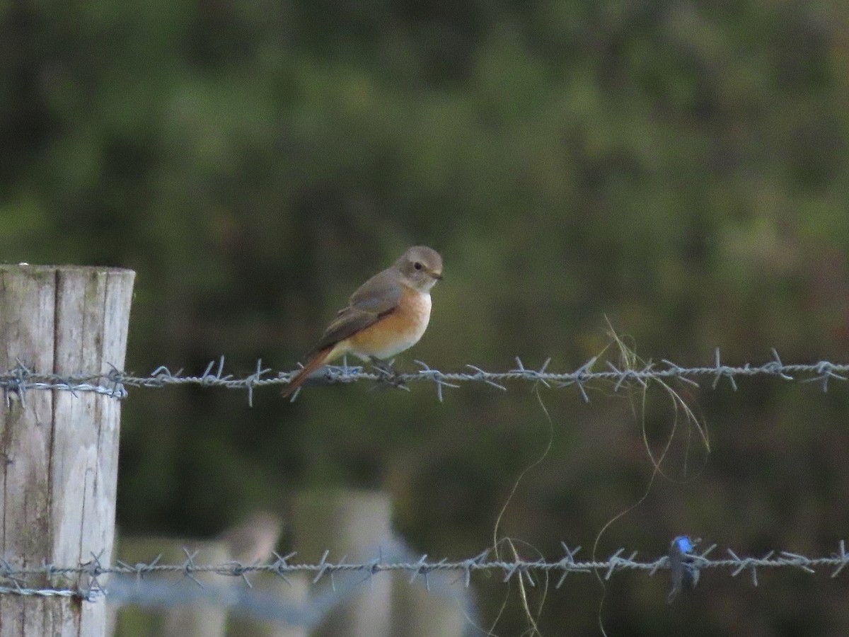 Common Redstart - David Campbell