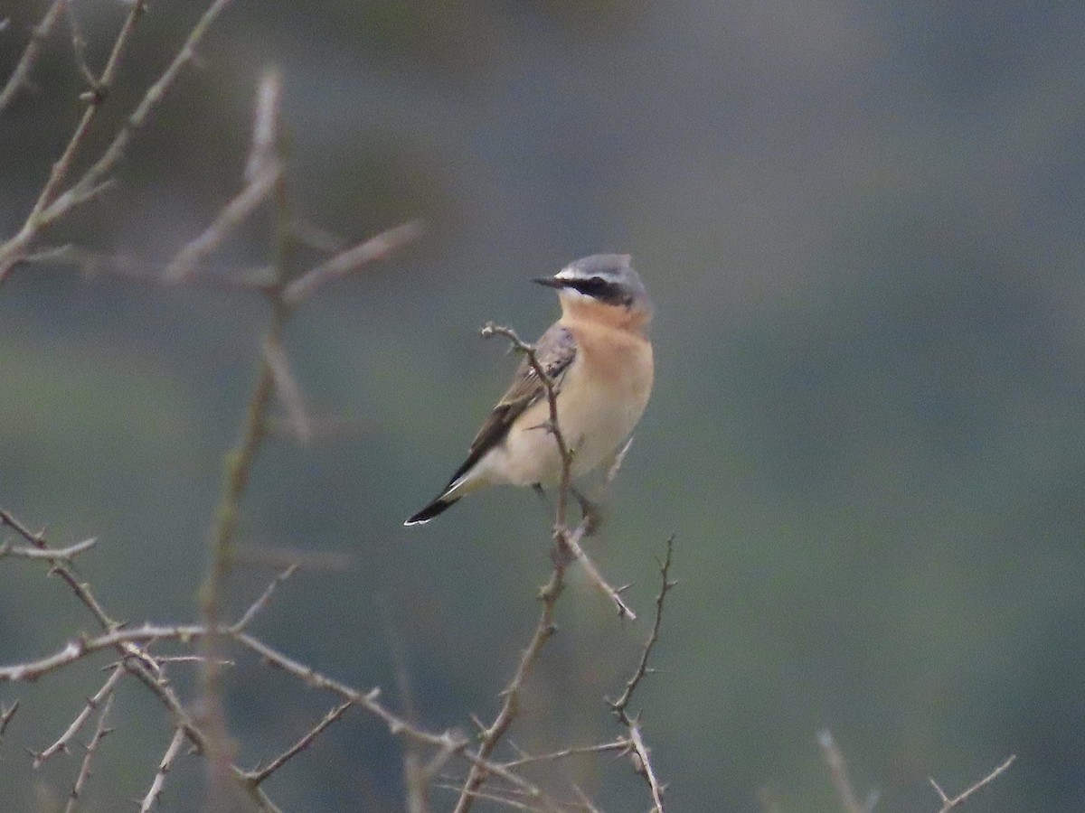 Northern Wheatear - David Campbell