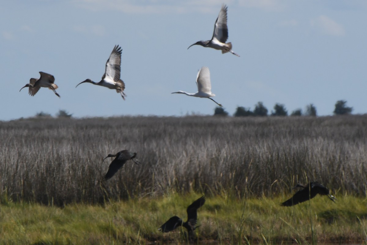 Glossy Ibis - Cindy Marnell