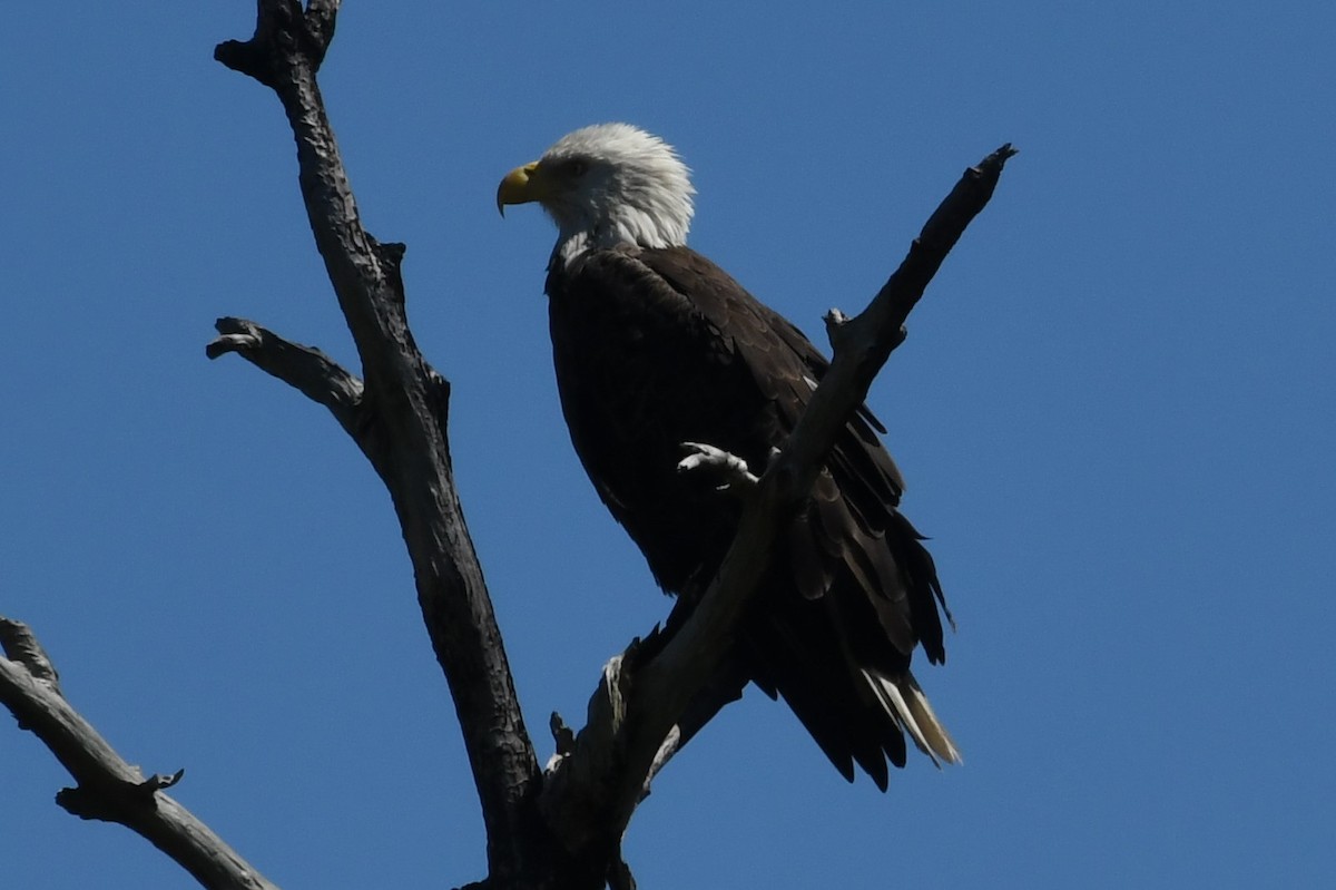 Bald Eagle - Cindy Marnell