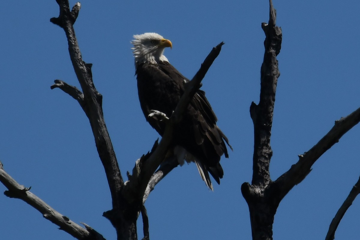 Bald Eagle - ML260539801