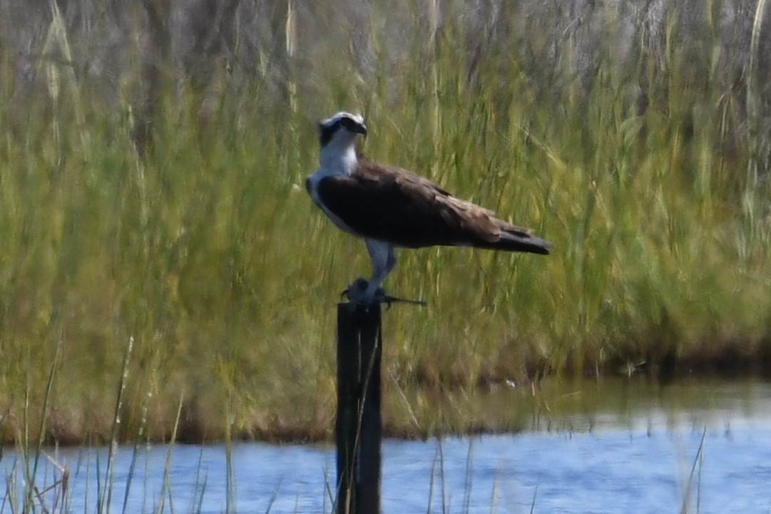 Águila Pescadora - ML260539831