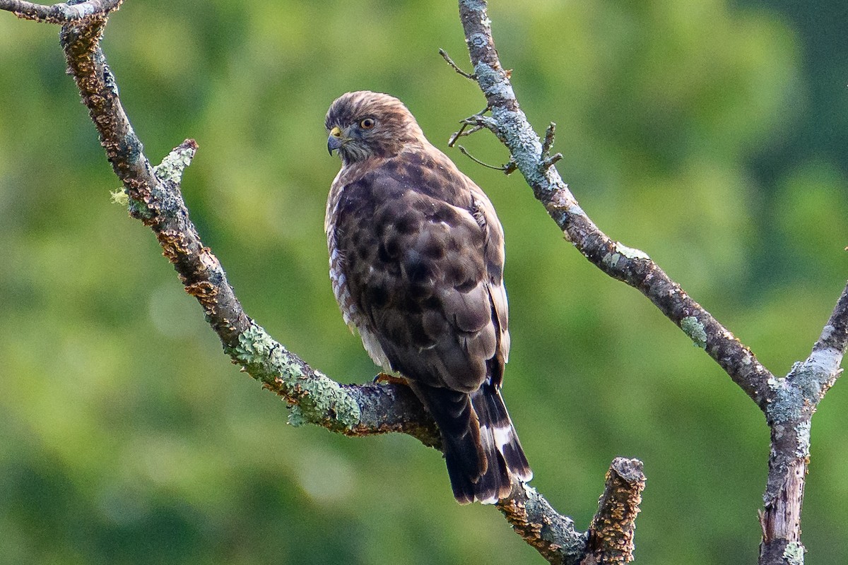 Broad-winged Hawk - Andrew Hrycyna