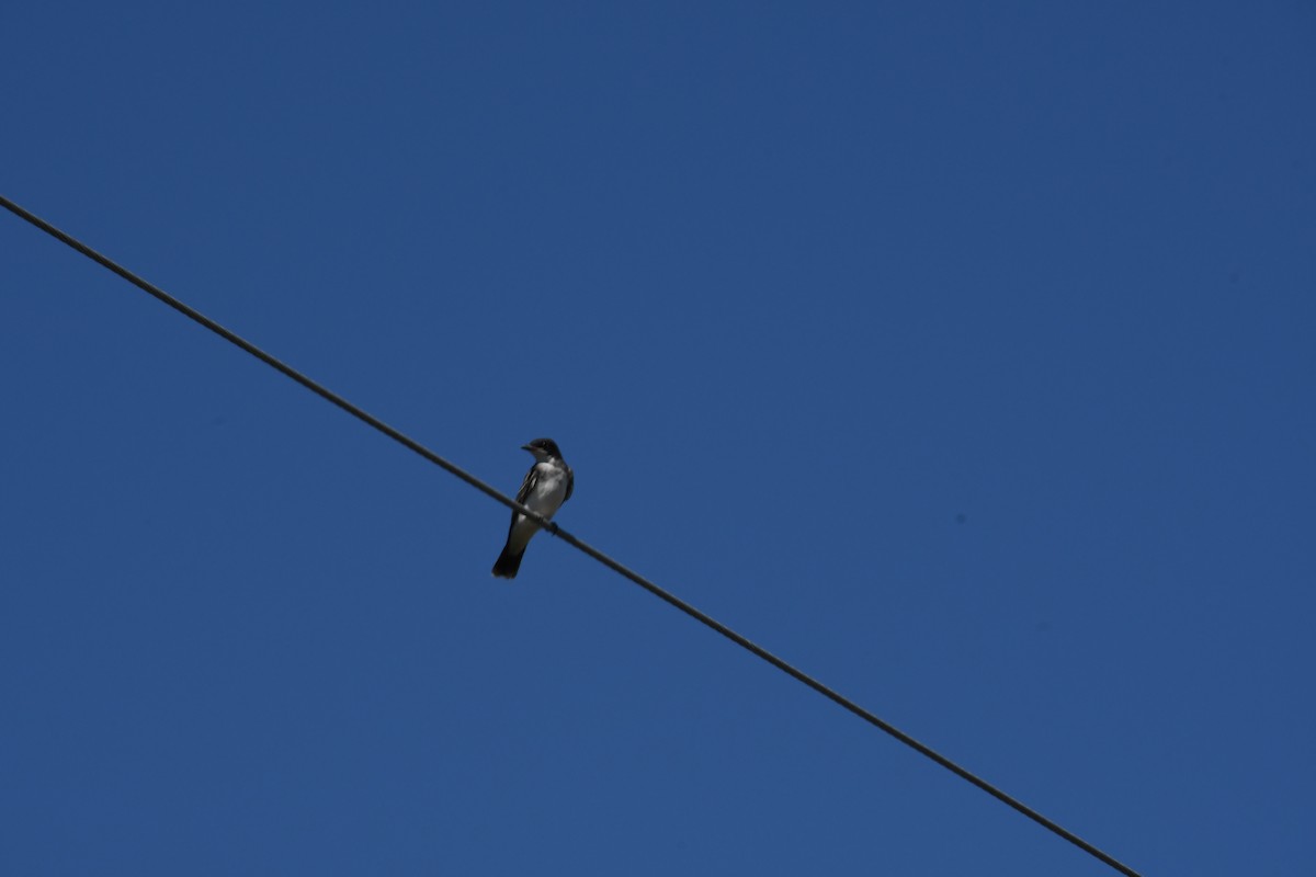 Eastern Kingbird - ML260540511