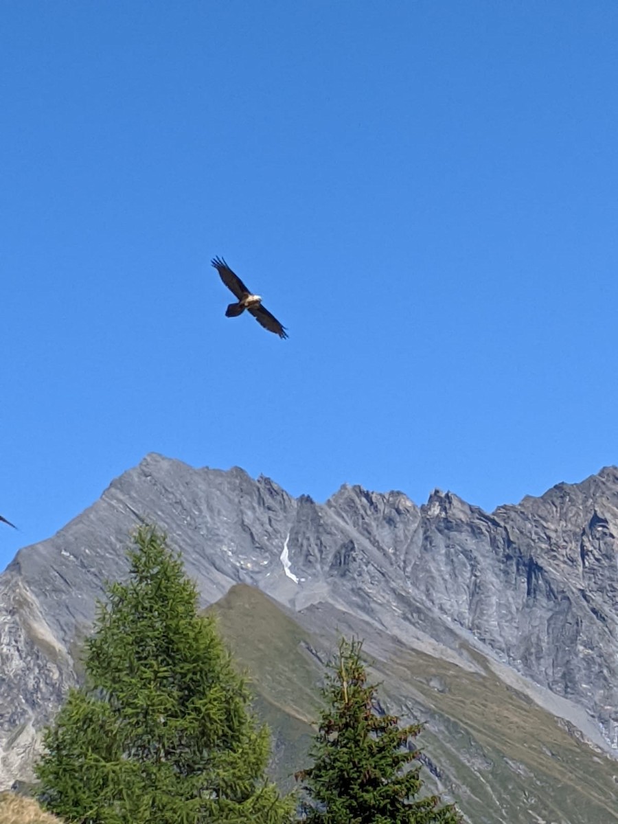 Bearded Vulture - ML260542651