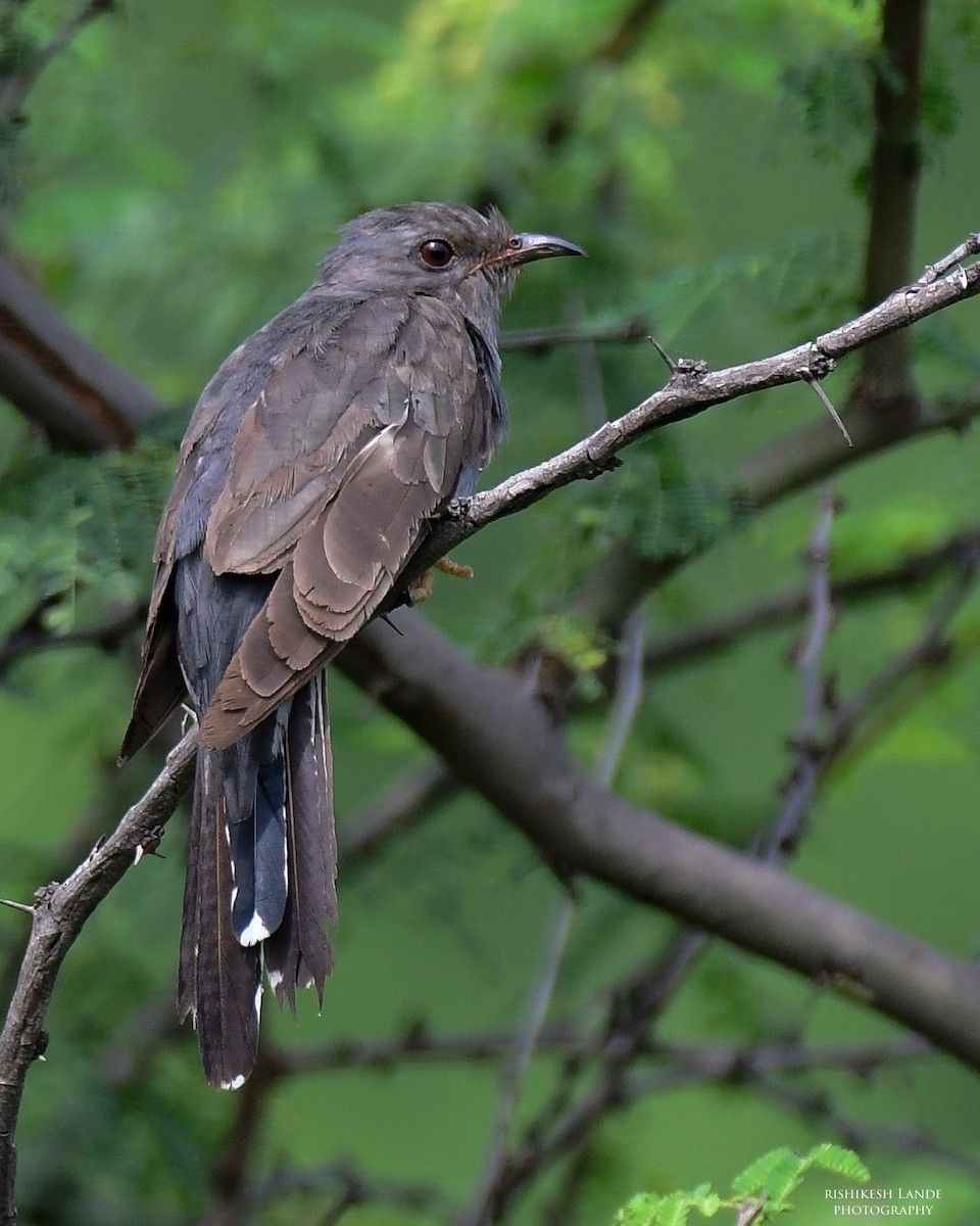Gray-bellied Cuckoo - Rishikesh  Lande