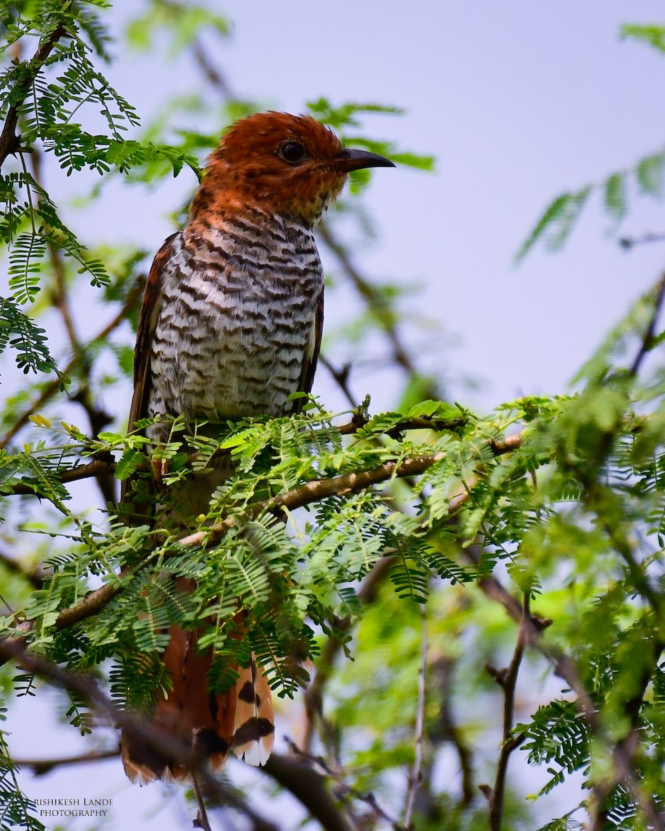 Gray-bellied Cuckoo - Rishikesh  Lande