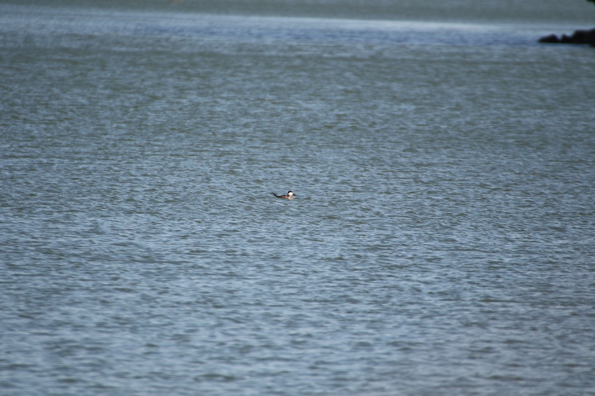 Ruddy Duck - ML260544501