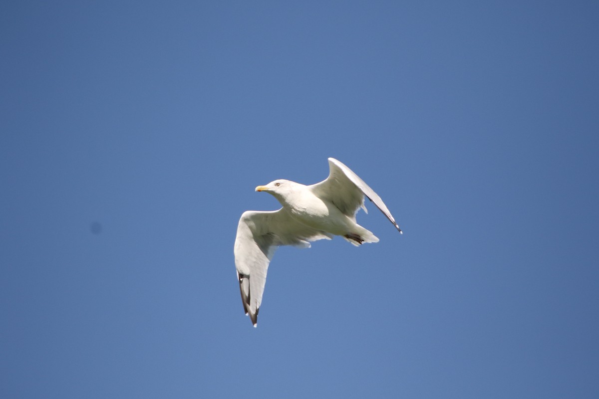 Herring Gull - ML260544791