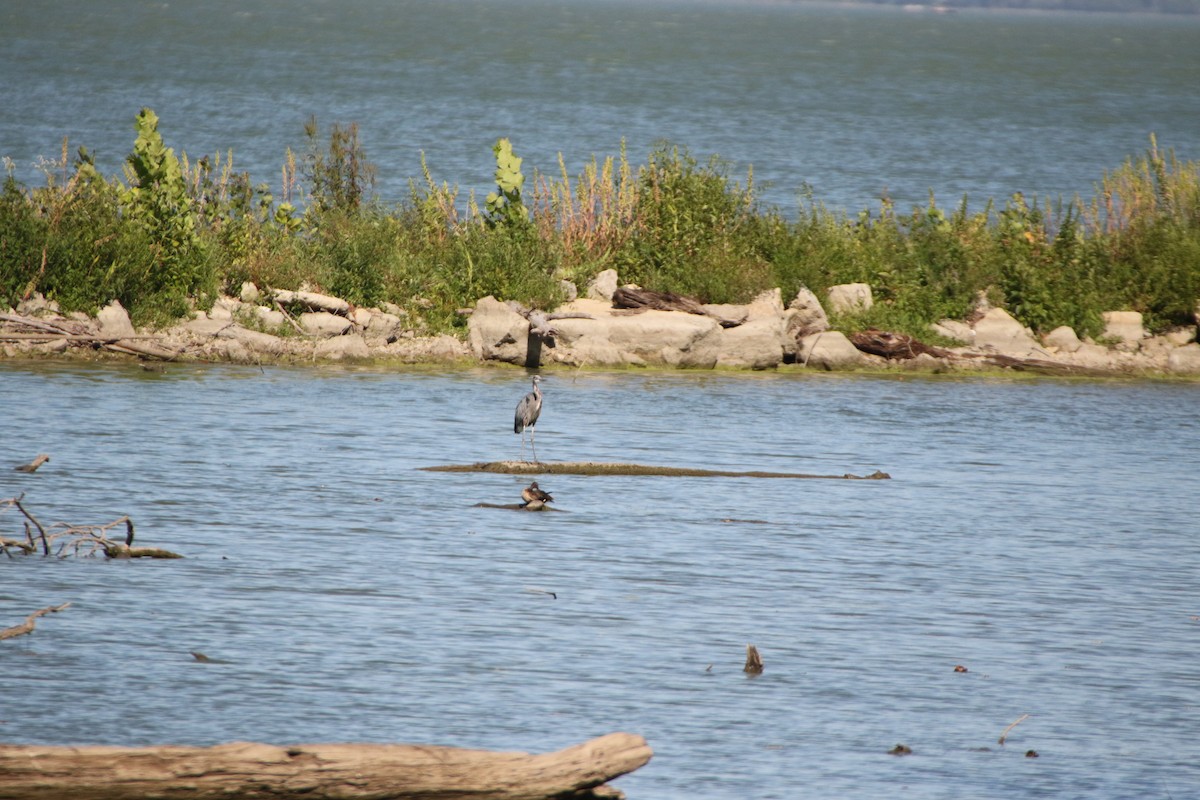 Wood Duck - ML260544911