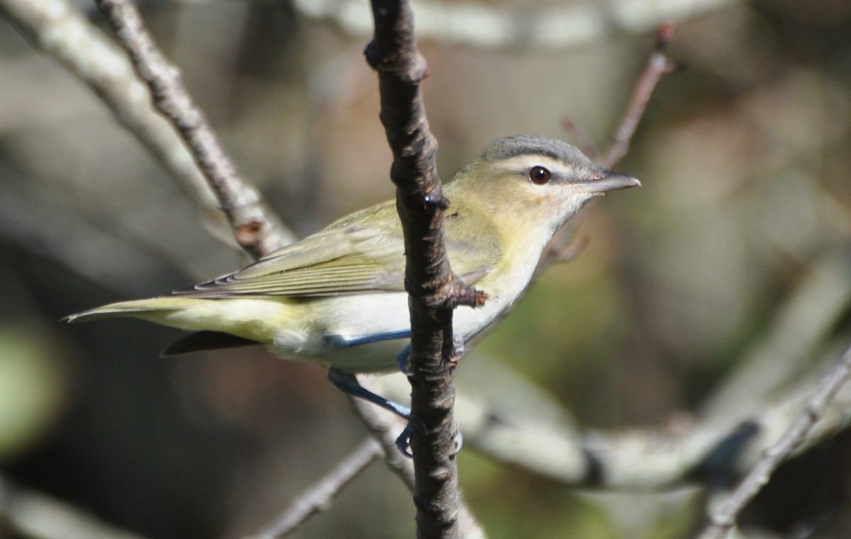 Red-eyed Vireo - ML260545161