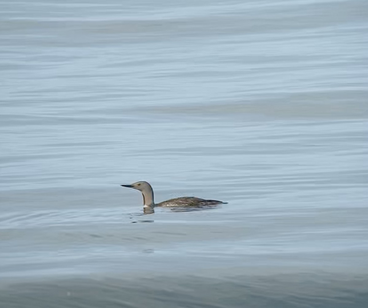 Red-throated Loon - ML260547131