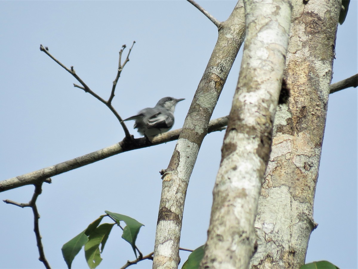 Tropical Gnatcatcher (plumbea) - ML260547551
