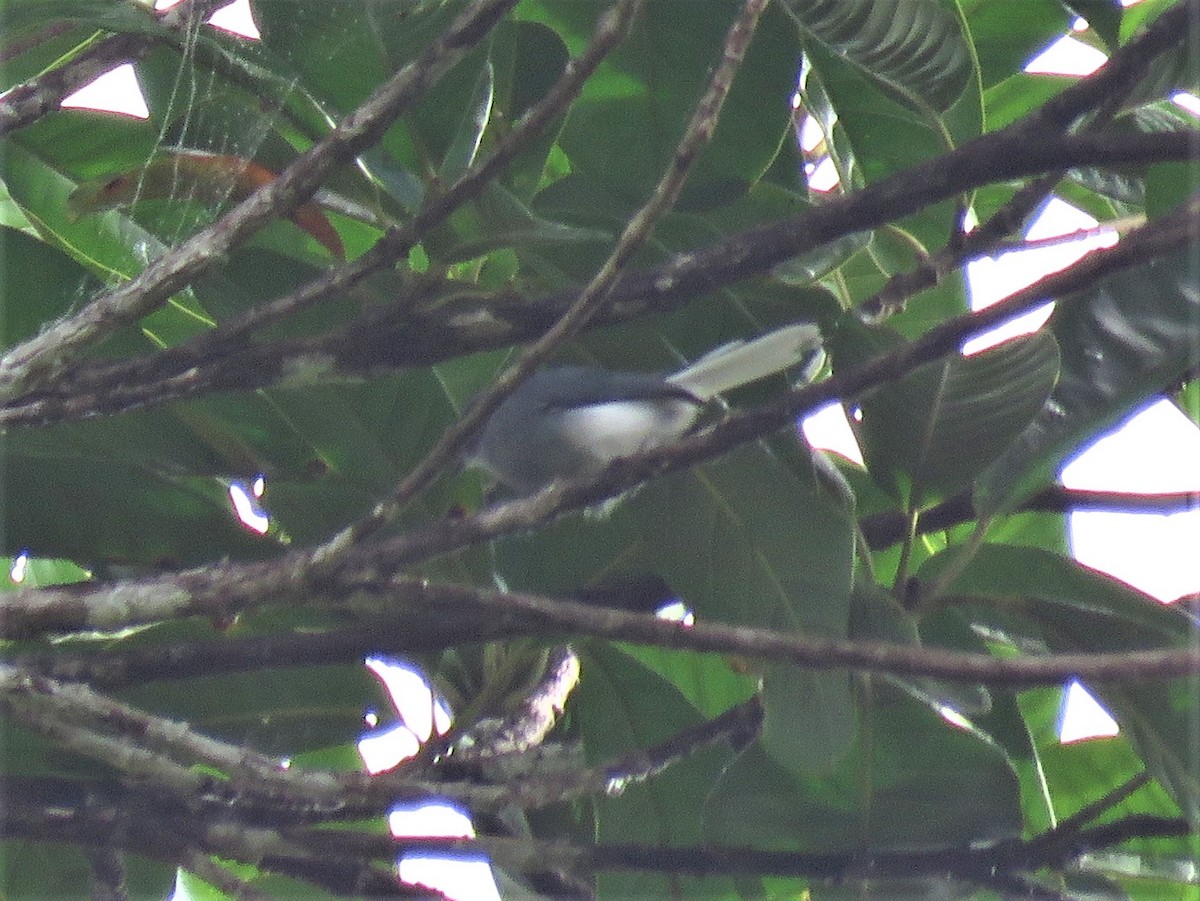 Guianan Gnatcatcher - ML260547811