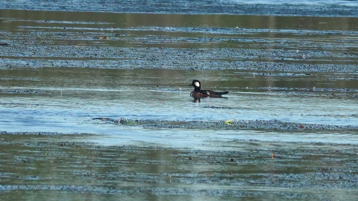 Hooded Merganser - ML260547941