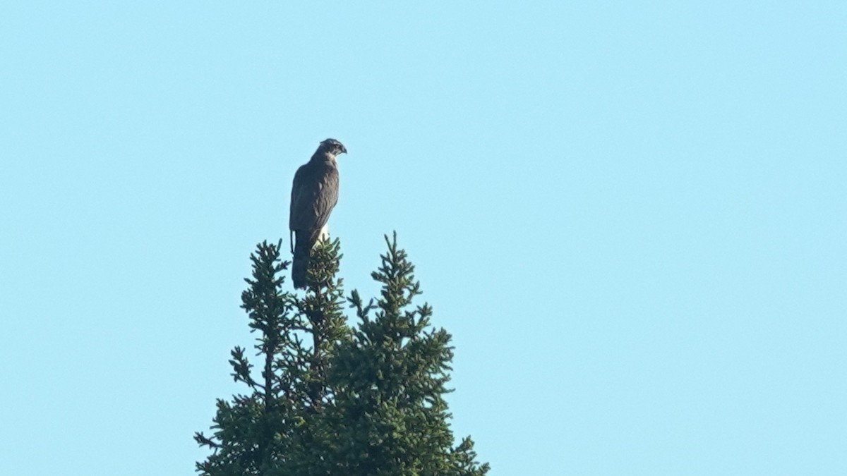 American Goshawk - Barry Day