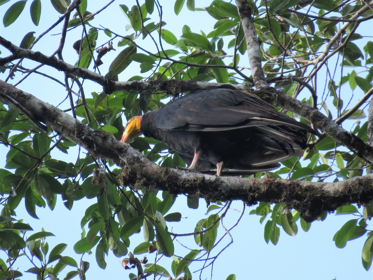 Greater Yellow-headed Vulture - ML260548781