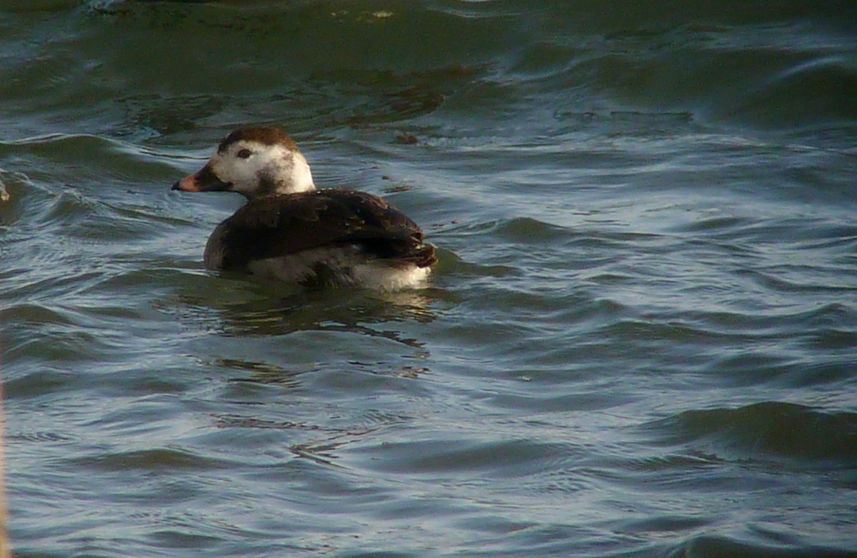 Long-tailed Duck - Daniel Casey