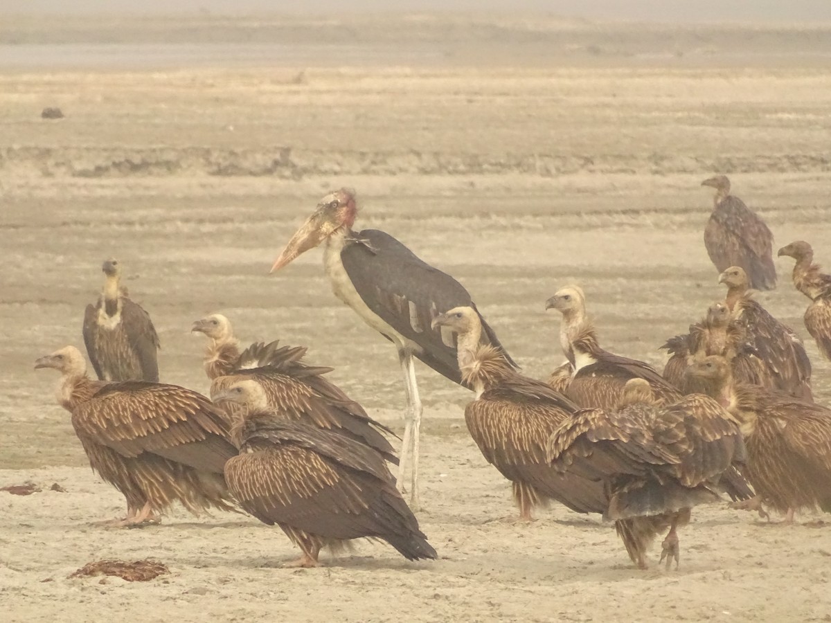 Greater Adjutant - Dinesh Ghimire