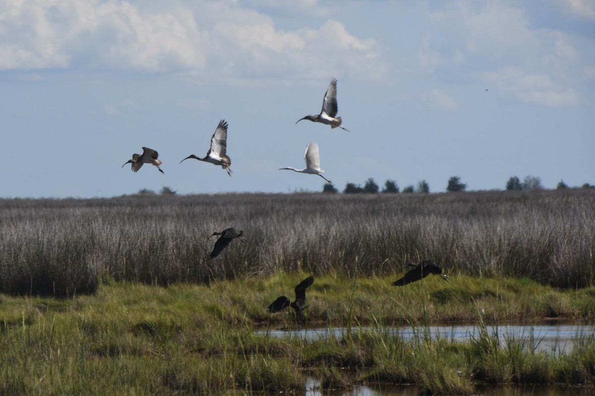 White Ibis - ML260550001