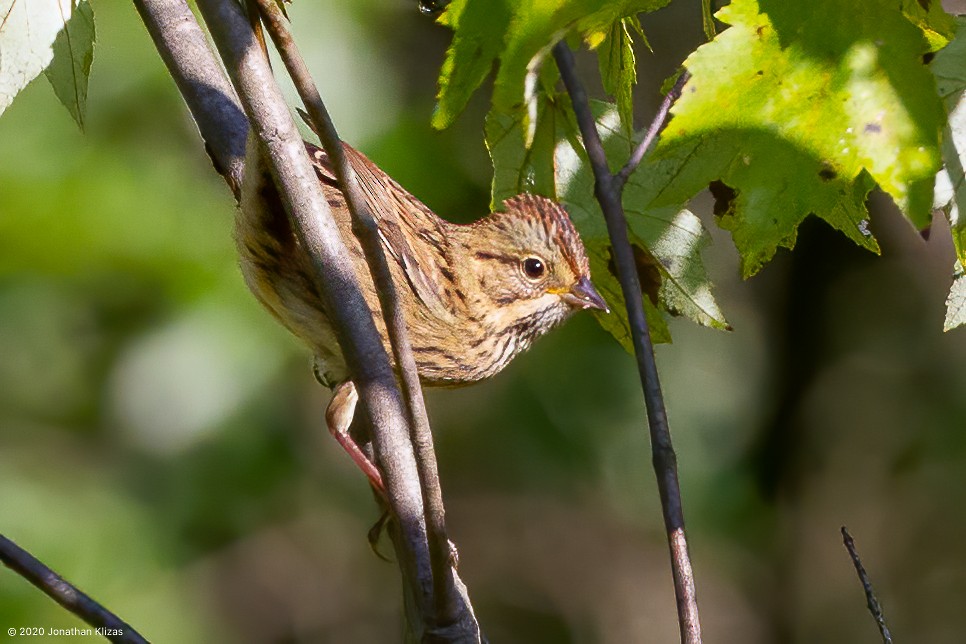 Lincoln's Sparrow - ML260551651