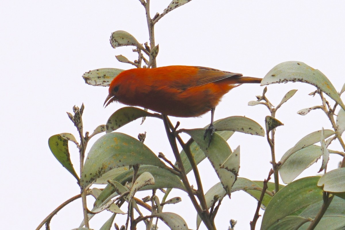 Hawaii-Akepakleidervogel - ML26055231