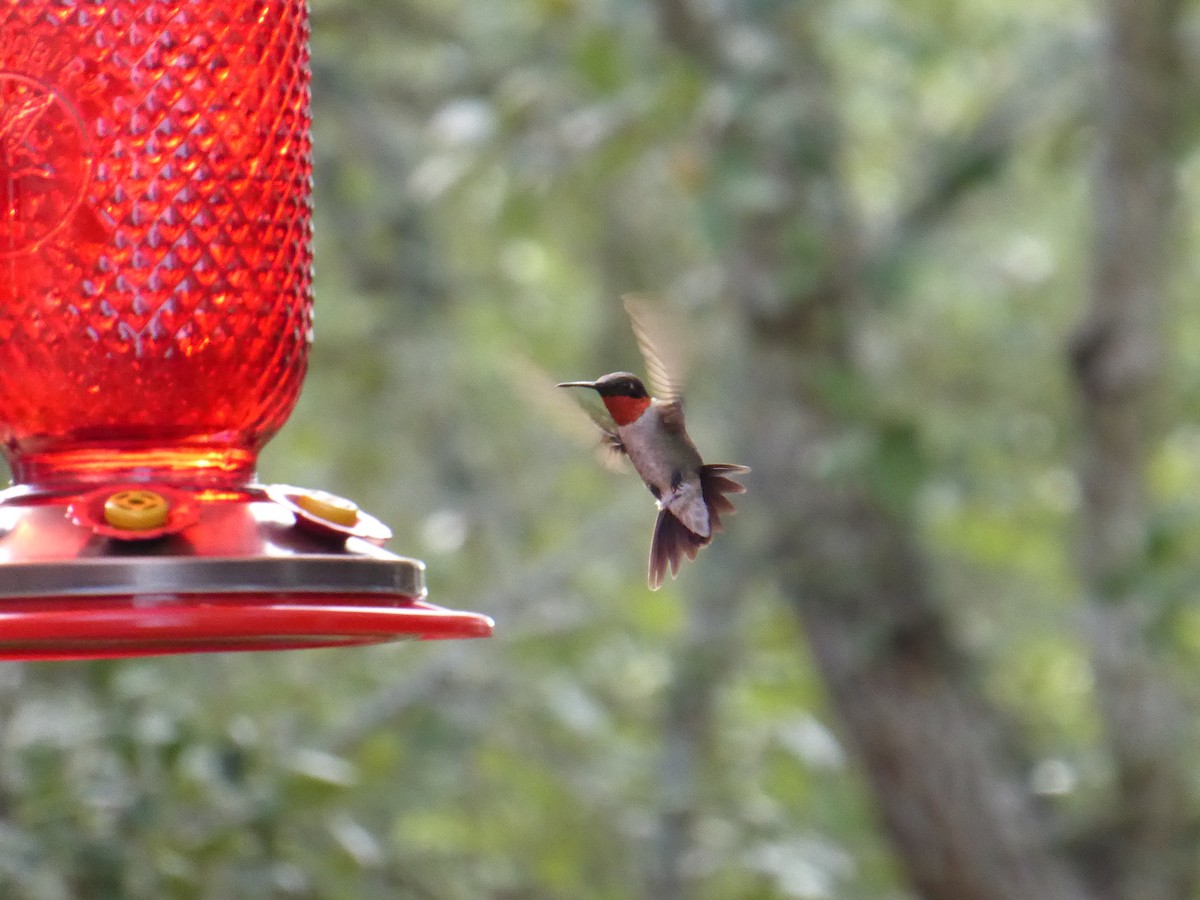 Ruby-throated Hummingbird - ML260552921