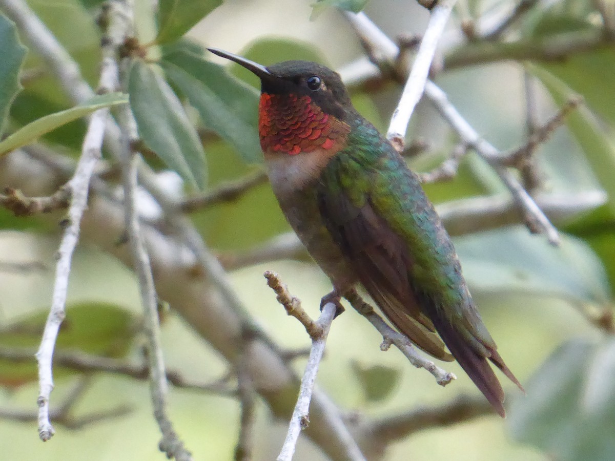 Ruby-throated Hummingbird - ML260552941