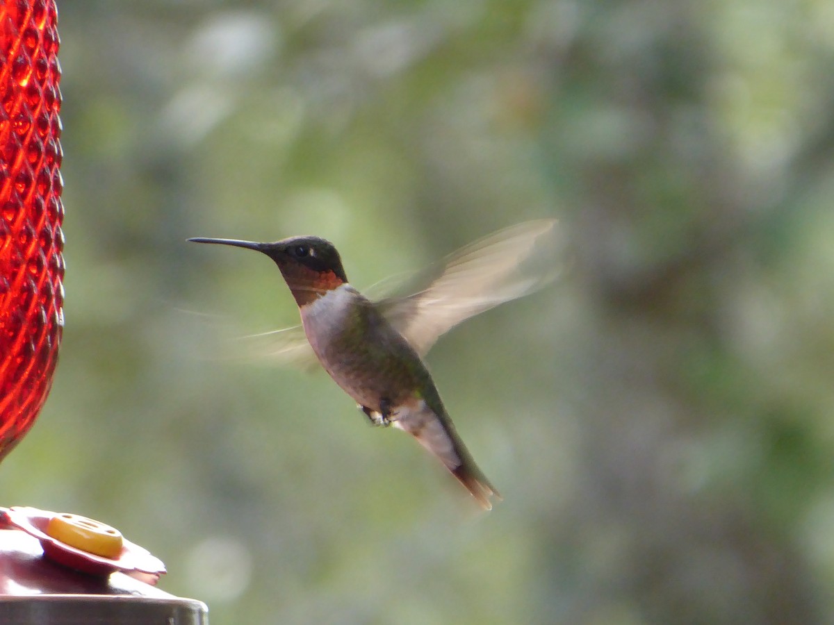 Ruby-throated Hummingbird - ML260552951