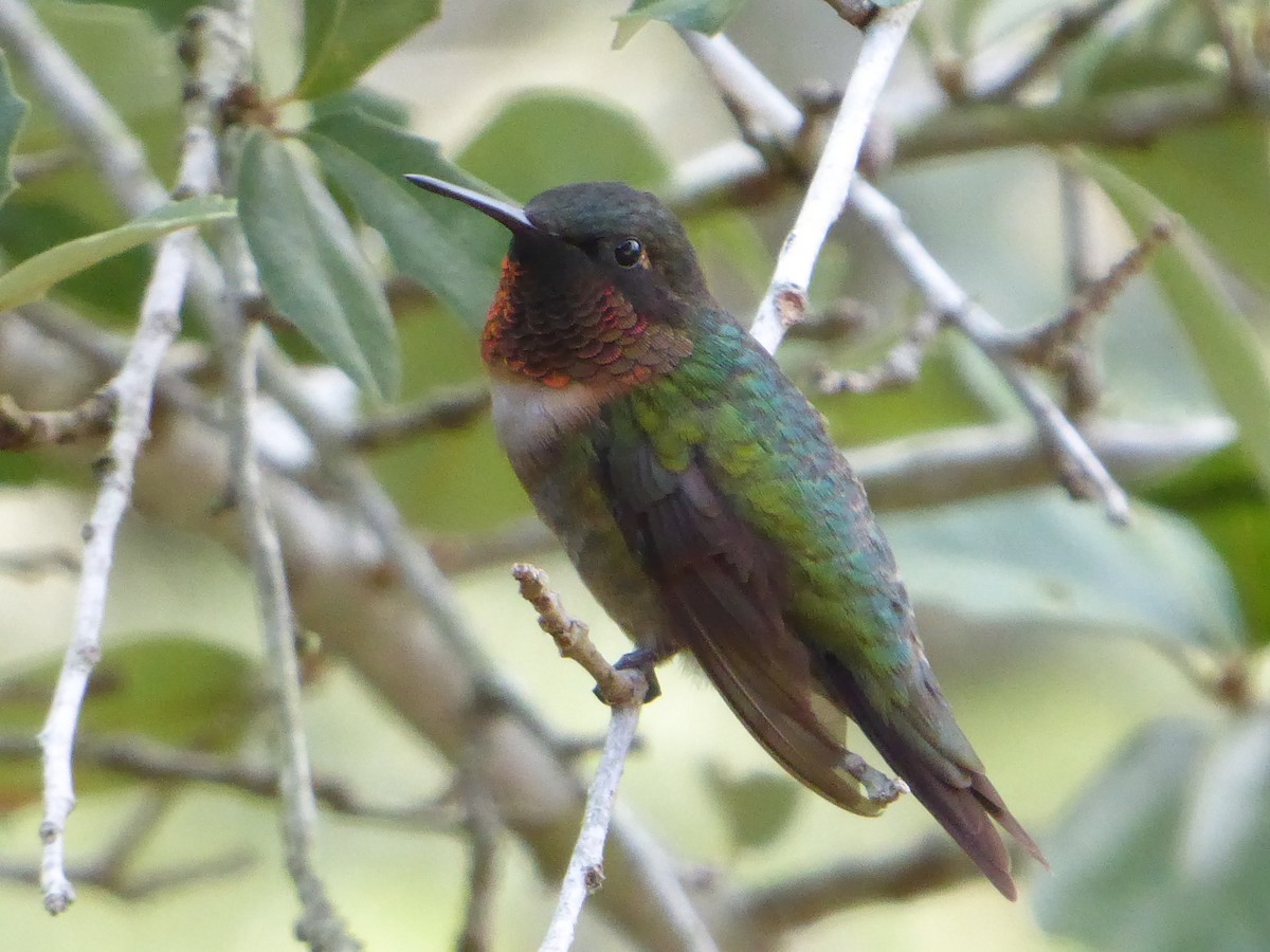 Ruby-throated Hummingbird - ML260553031